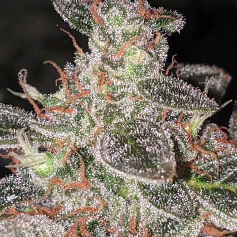 Blue Cheese  growlog timeline photo