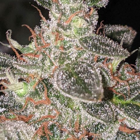 Blue Cheese  growlog timeline photo