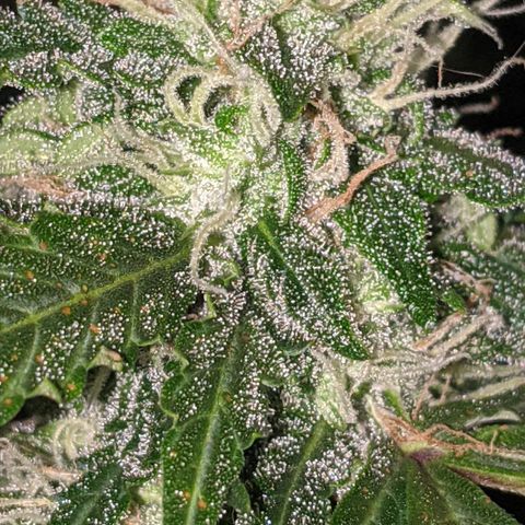 Critical Purple  growlog timeline photo