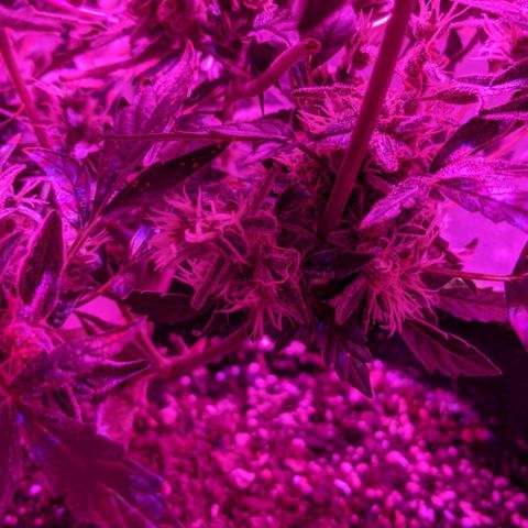 Blue Cheese  growlog timeline photo