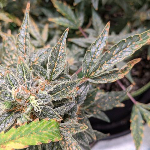 Blue Cheese  growlog timeline photo