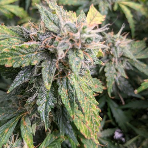 Critical Purple  growlog timeline photo
