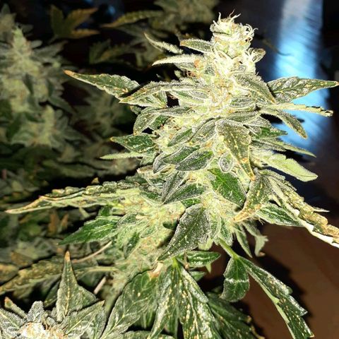 Blue Cheese  growlog timeline photo