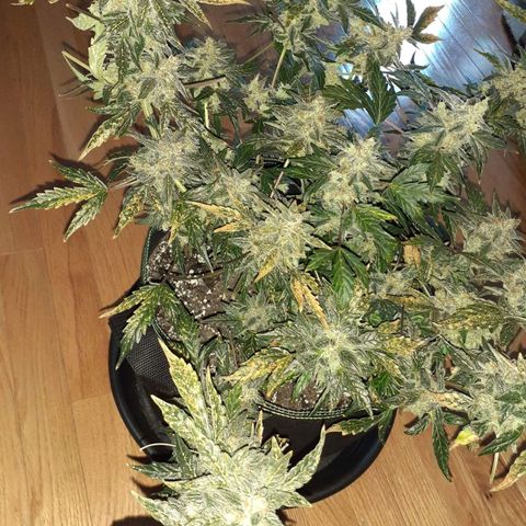 Blue Cheese  growlog timeline photo