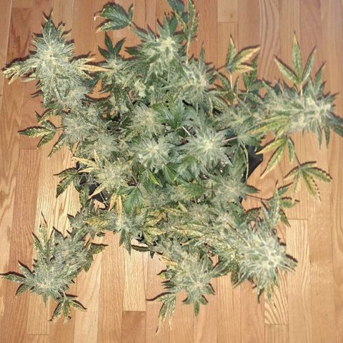 Blue Cheese  growlog timeline photo