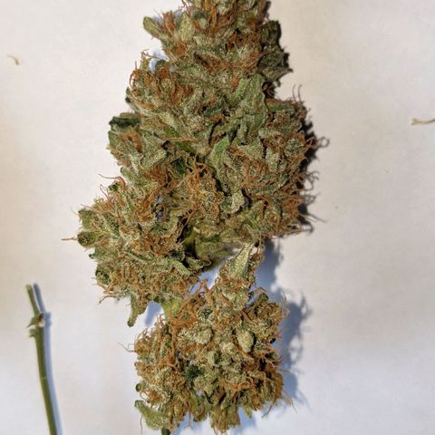 Blue Cheese  growlog timeline photo
