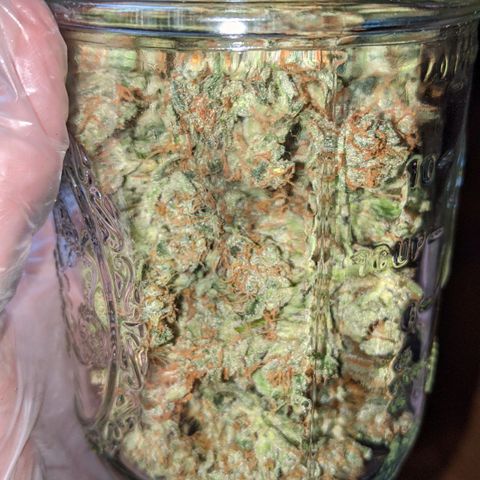 Blue Cheese  growlog timeline photo