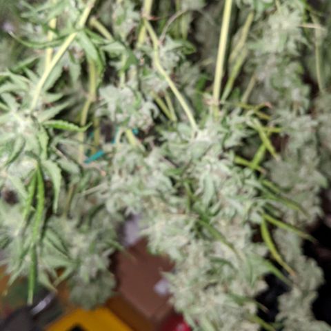 Critical Purple  growlog timeline photo