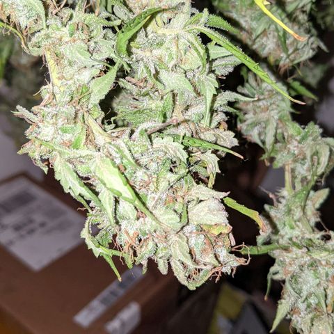 Critical Purple  growlog timeline photo