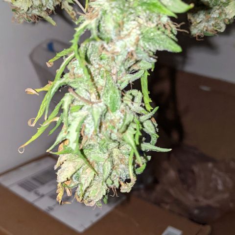 Critical Purple  growlog timeline photo