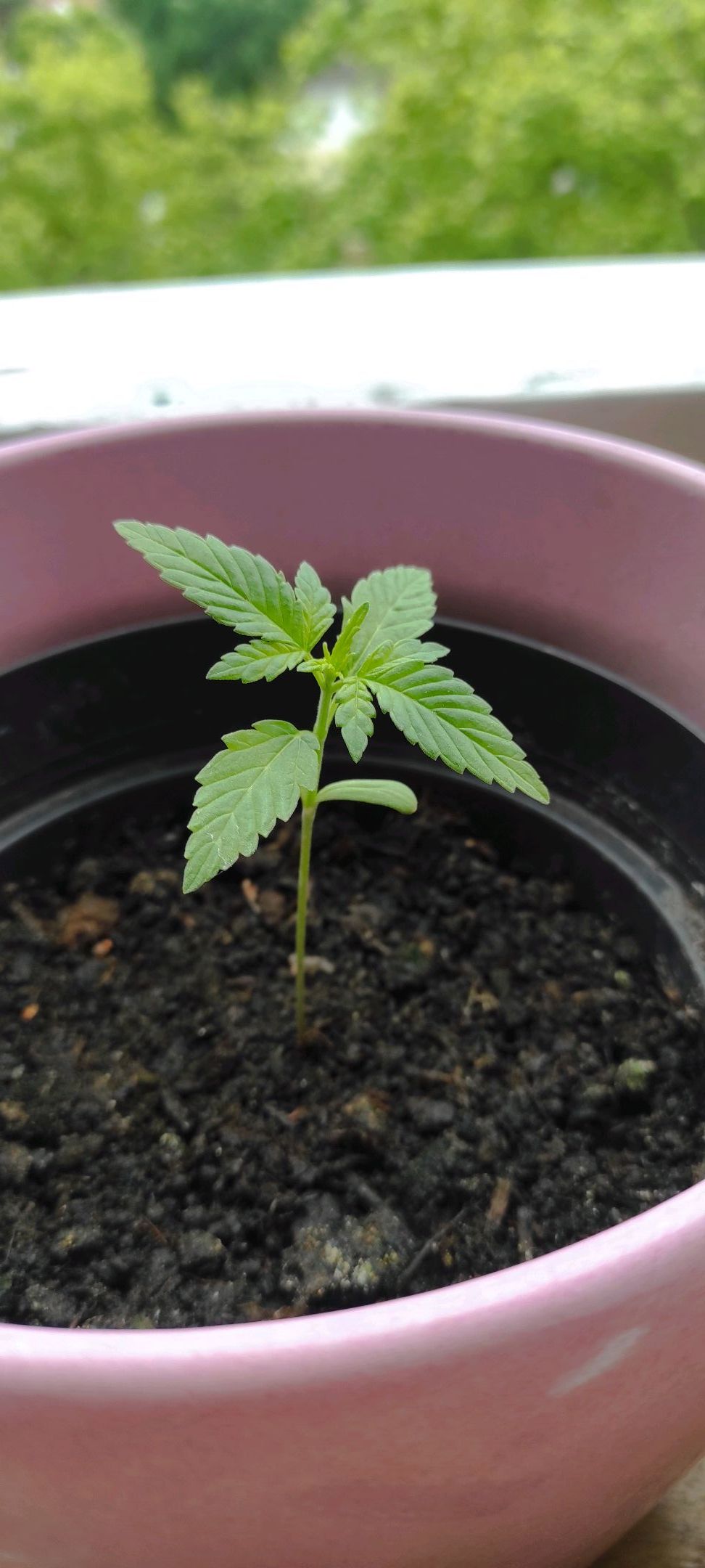 Mary growlog header