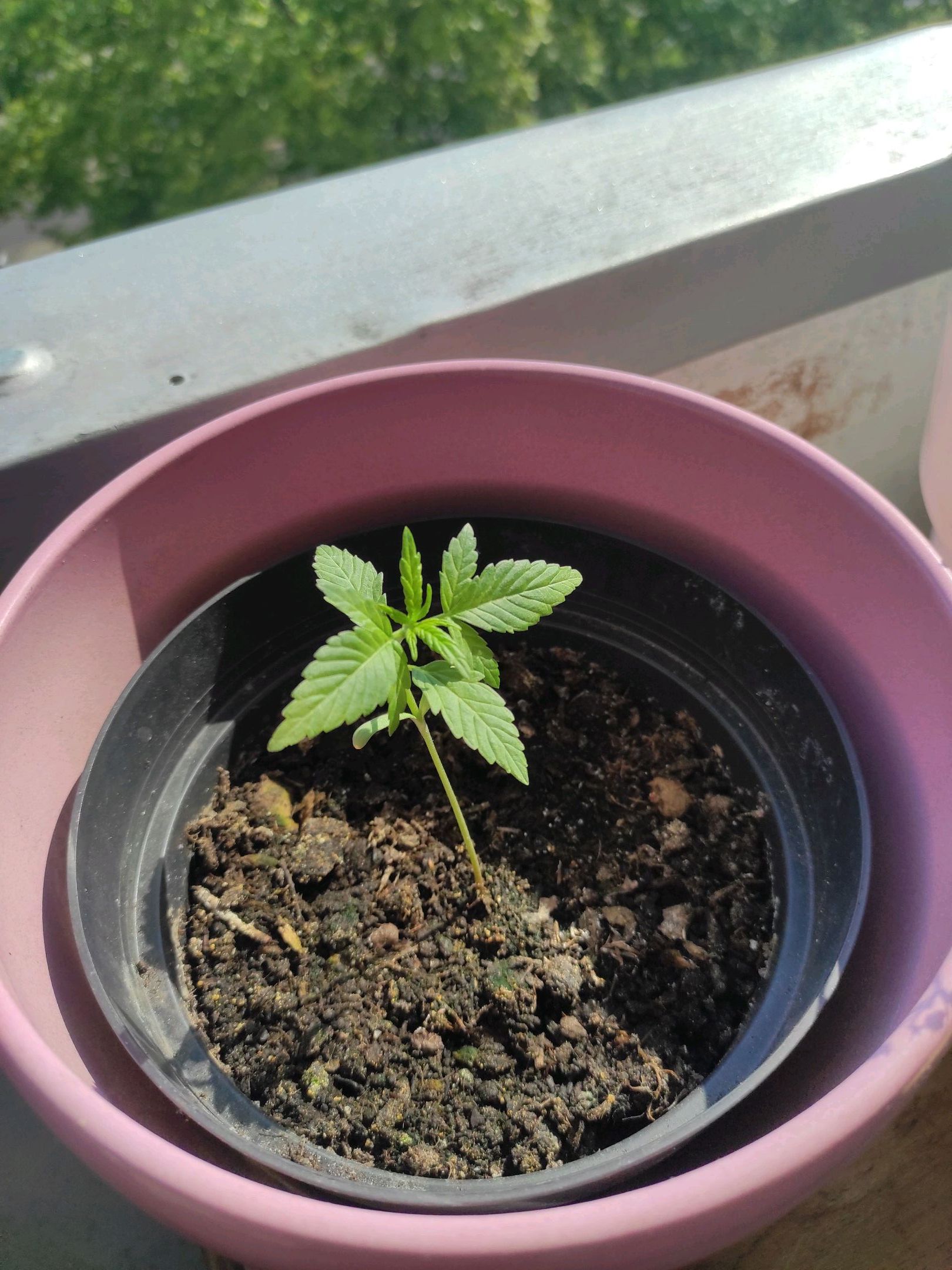 Mary growlog photo 9