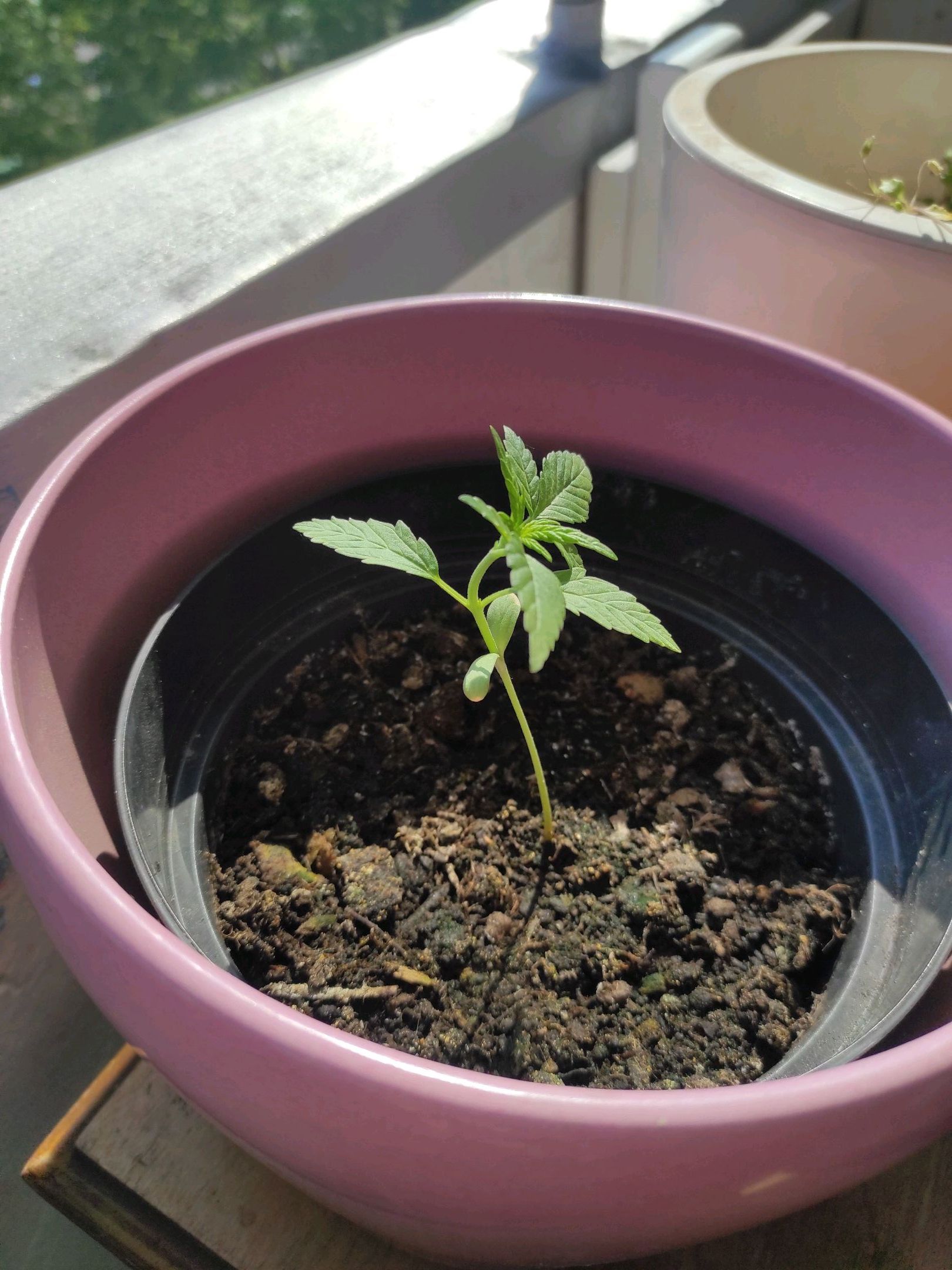 Mary growlog photo 7