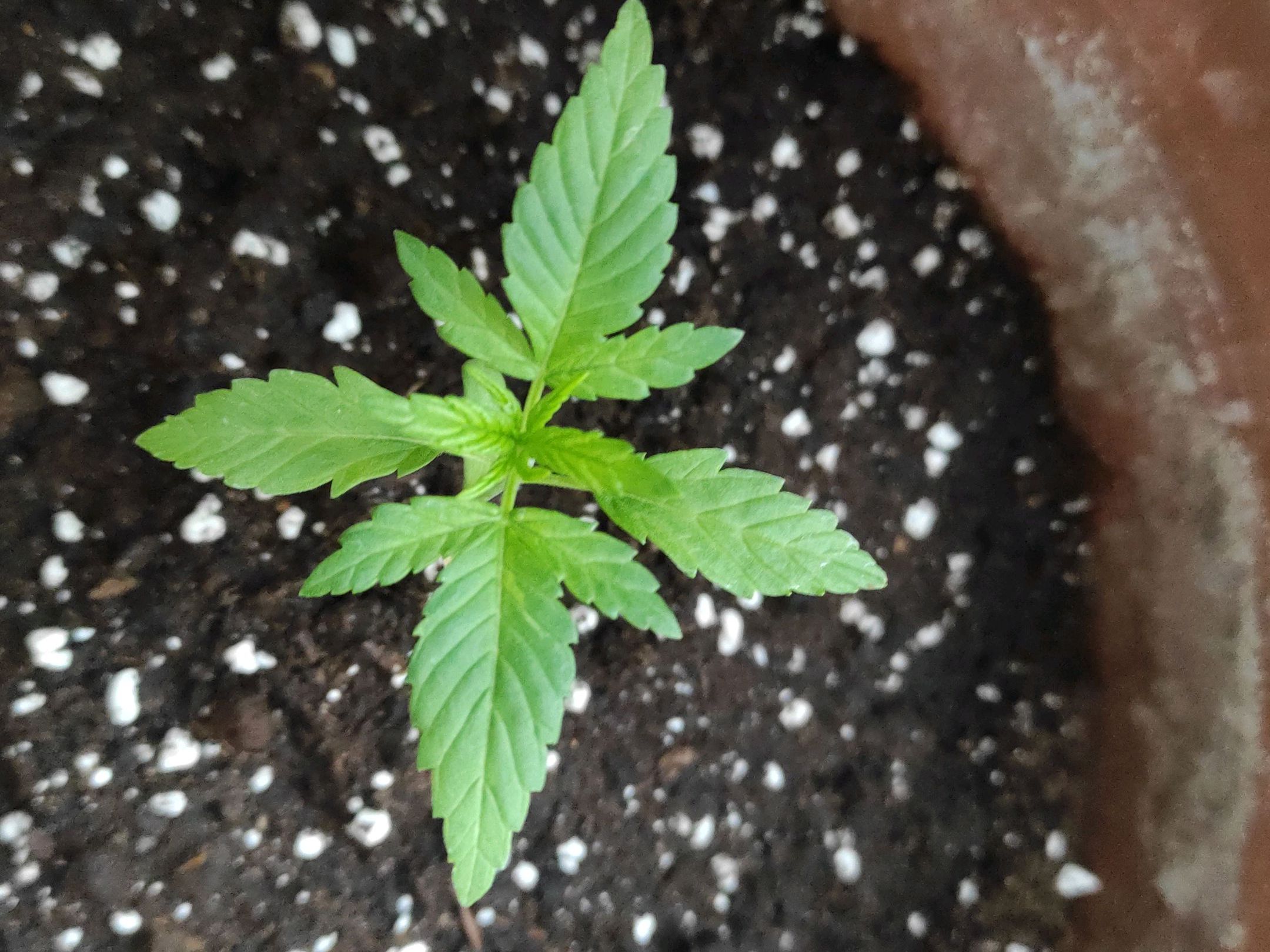 Mary growlog photo 10