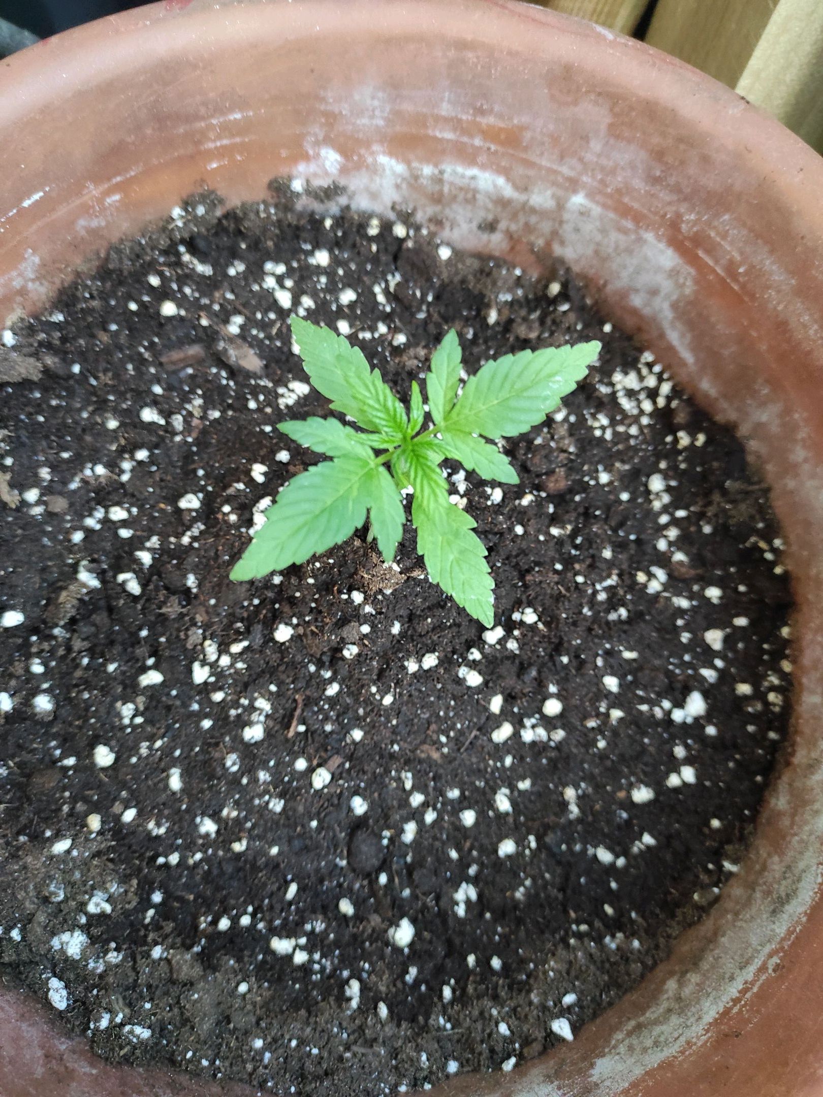 Mary growlog photo 11