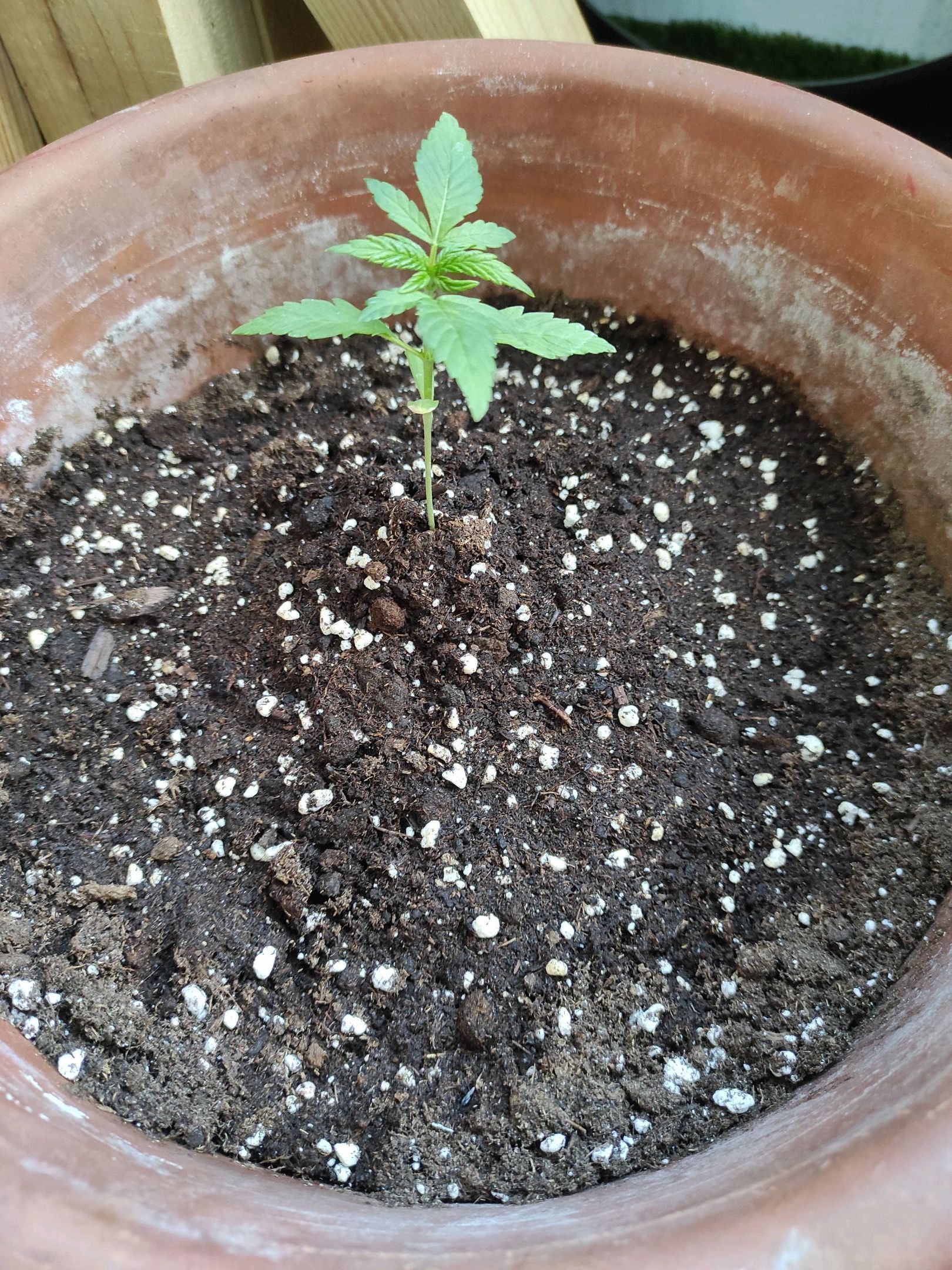 Mary growlog photo 12
