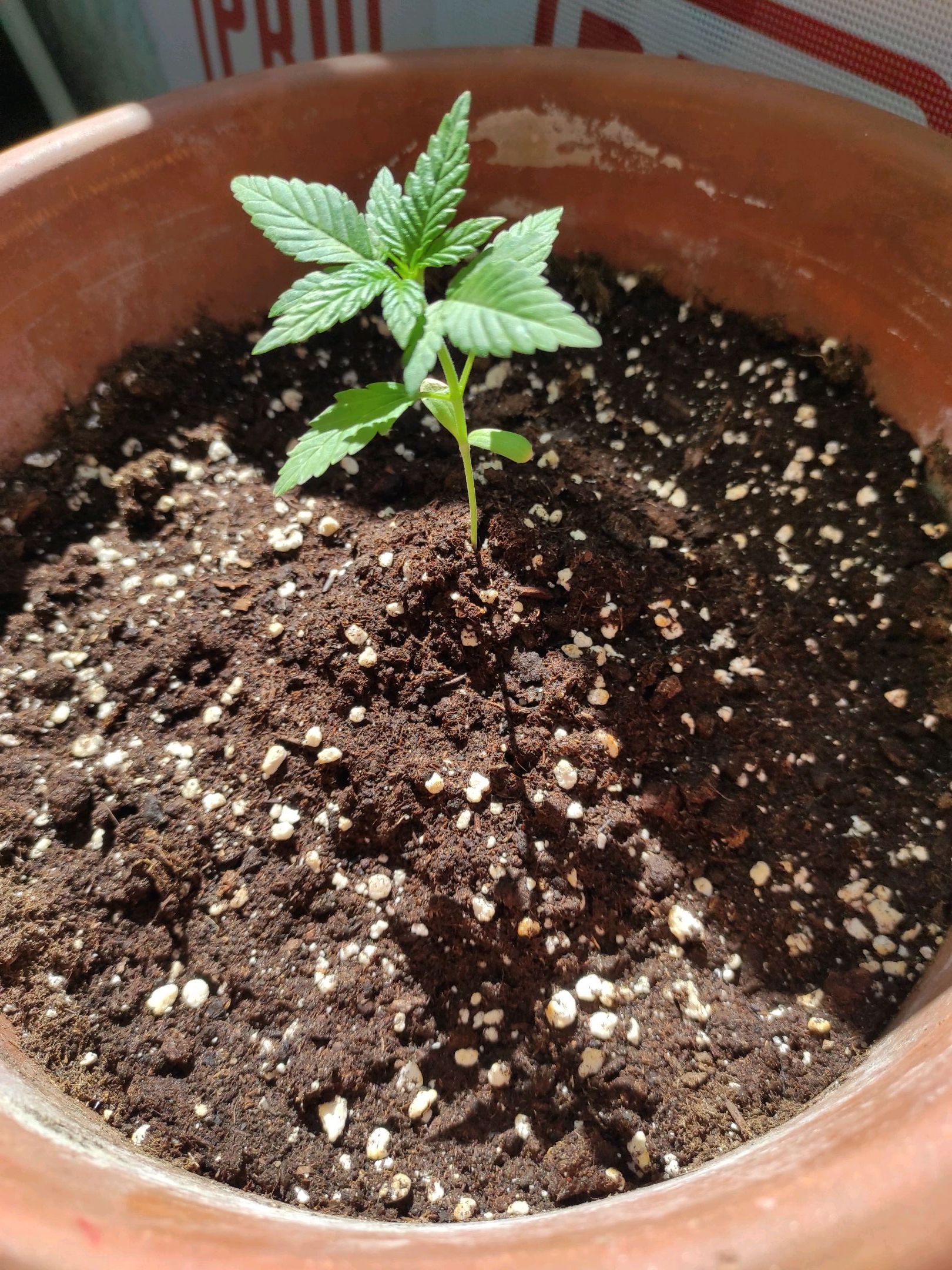 Mary growlog photo 14