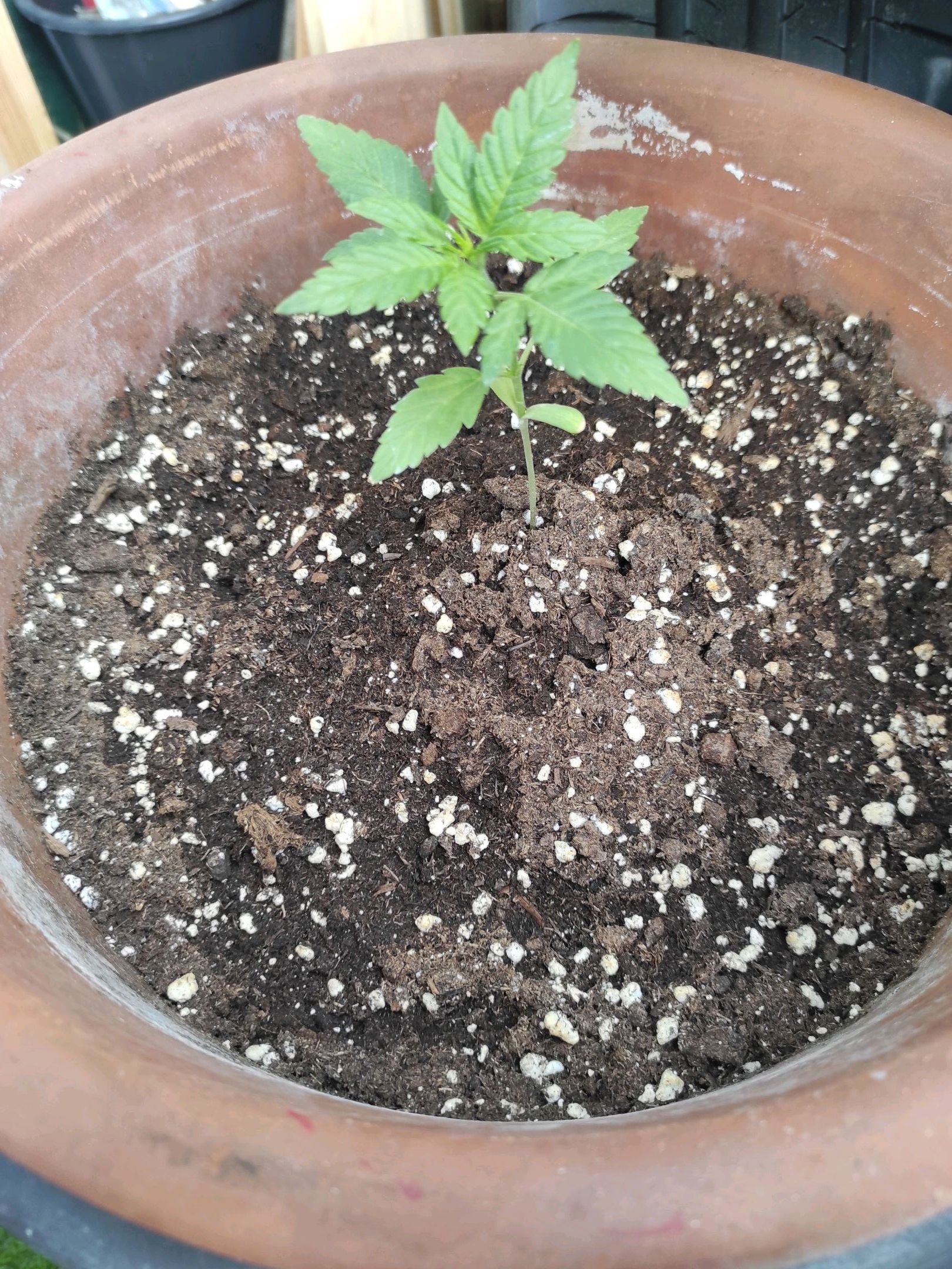 Mary growlog photo 16