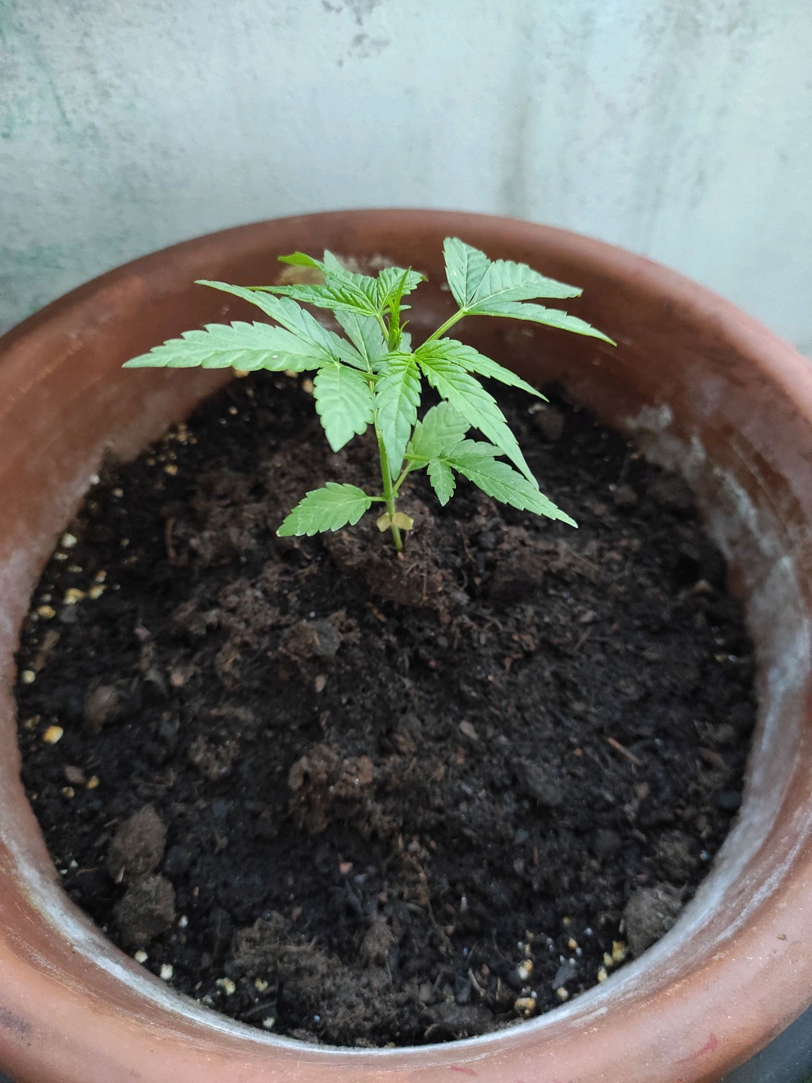 Mary growlog photo 20