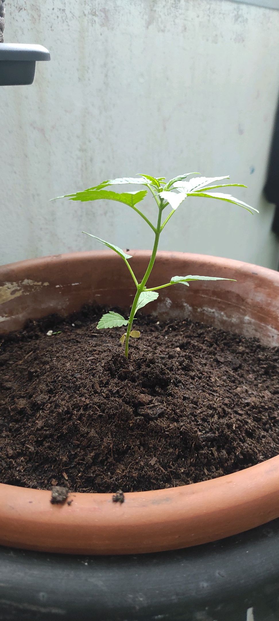 Mary growlog photo 22