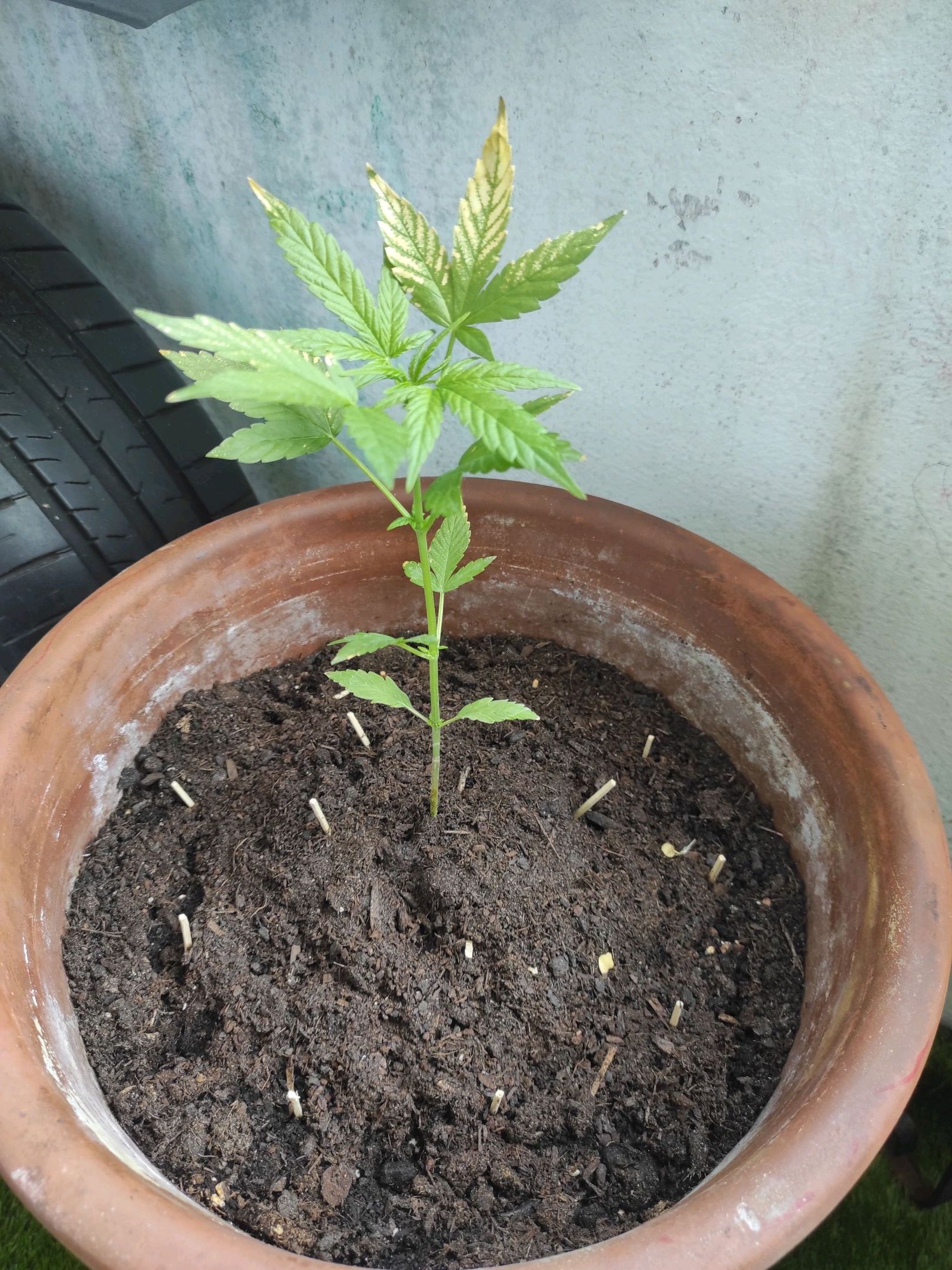 Mary growlog photo 23