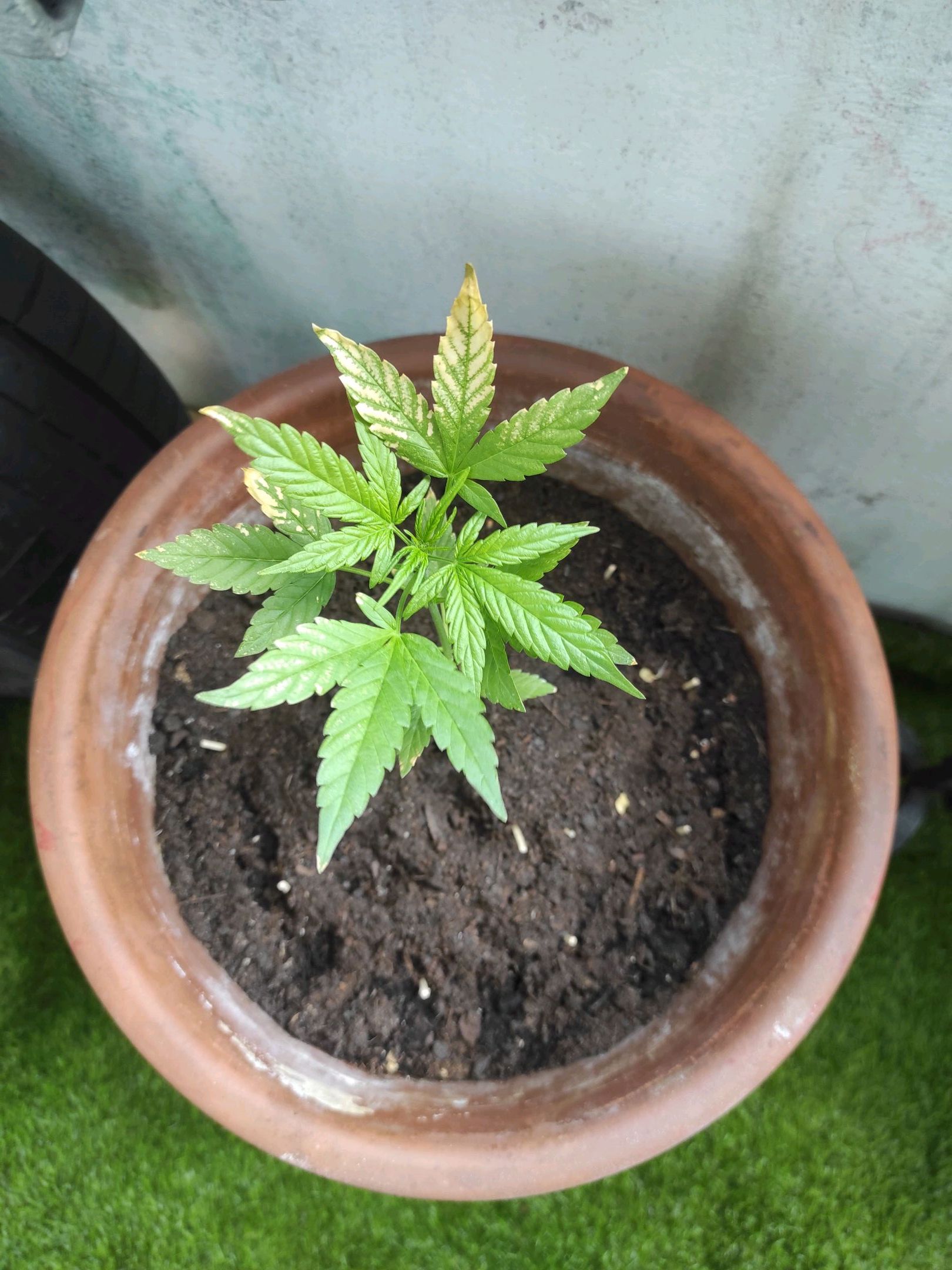 Mary growlog photo 24