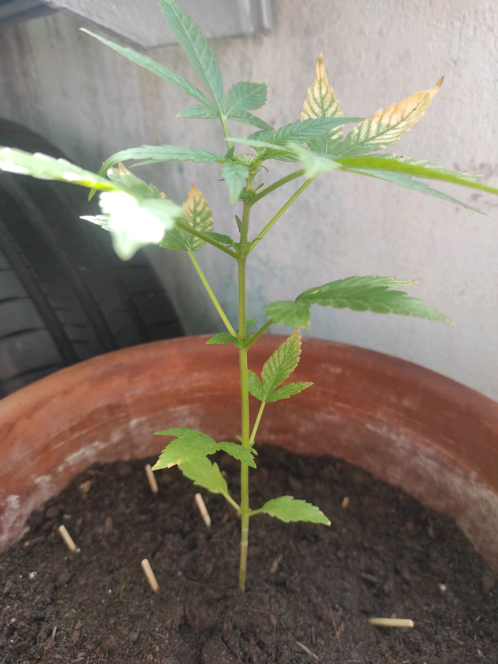 Mary growlog photo 26