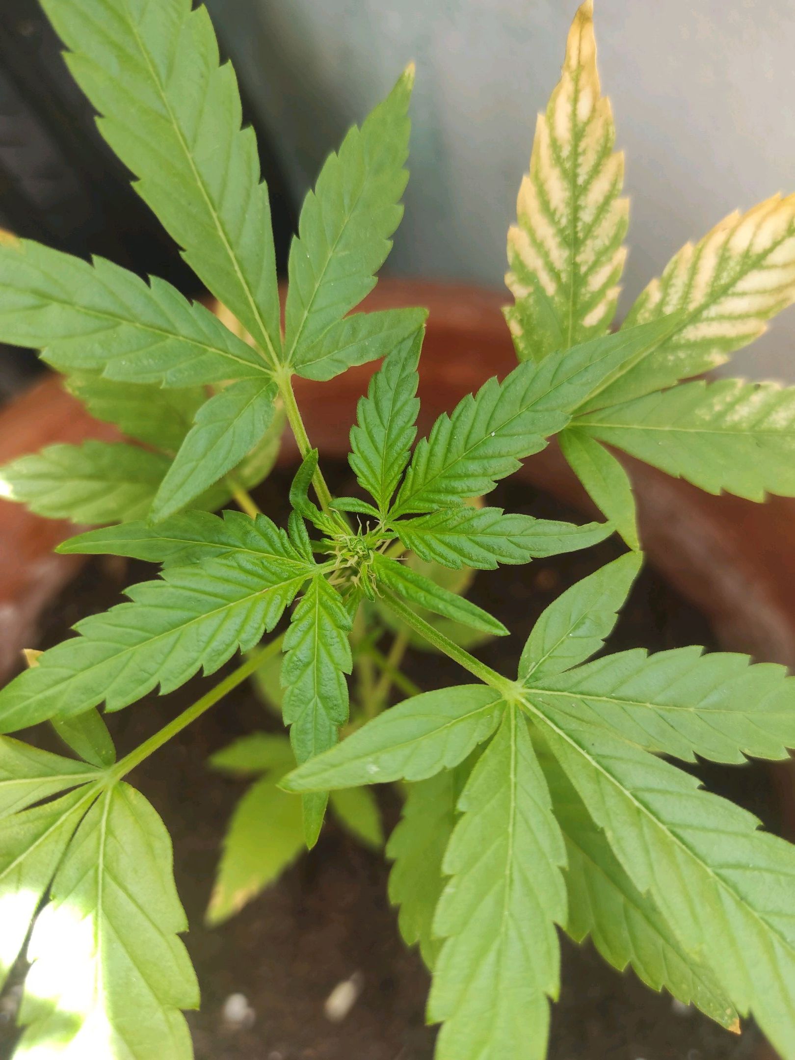 Mary growlog photo 25