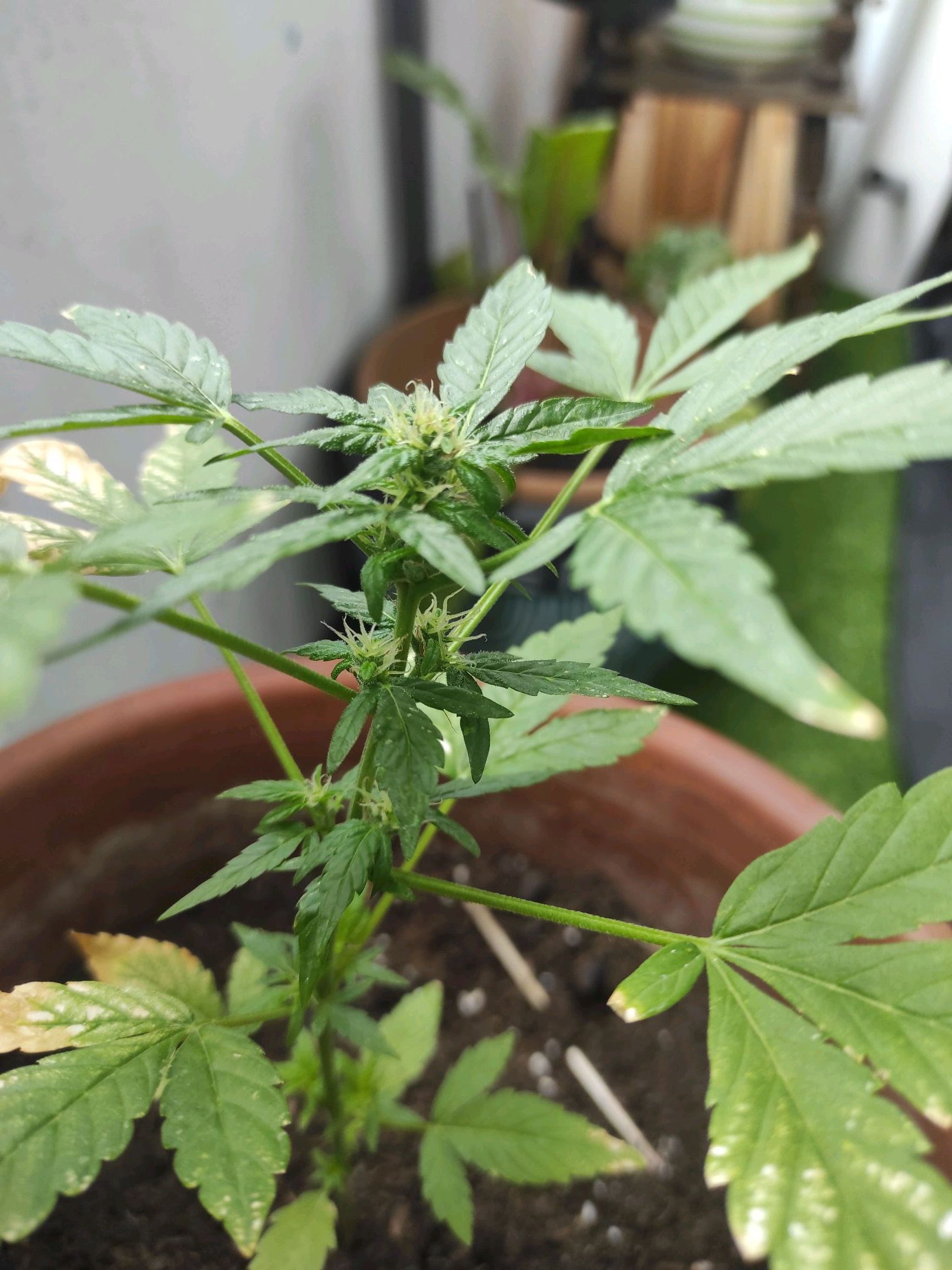 Mary growlog photo 27