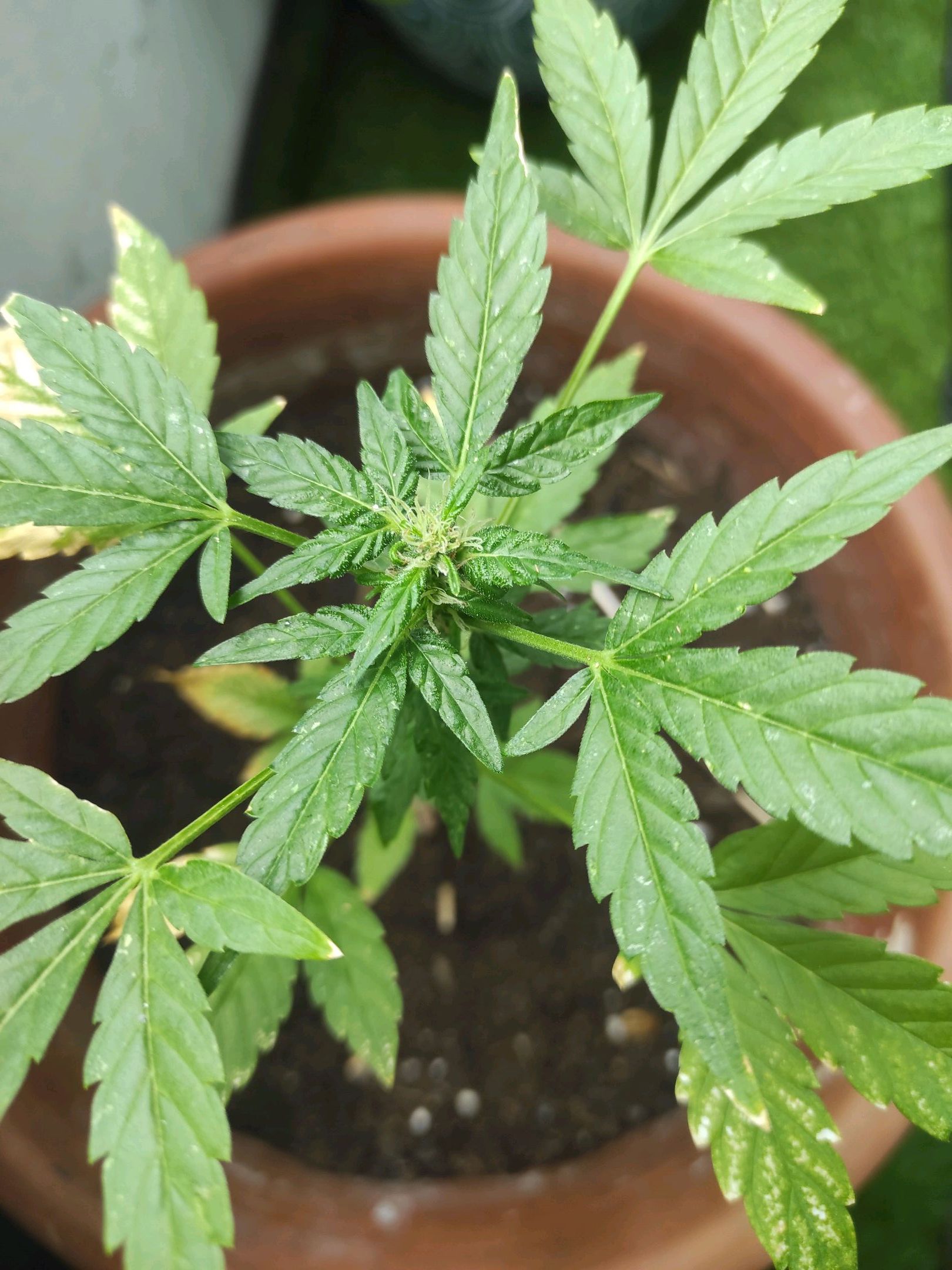 Mary growlog photo 28