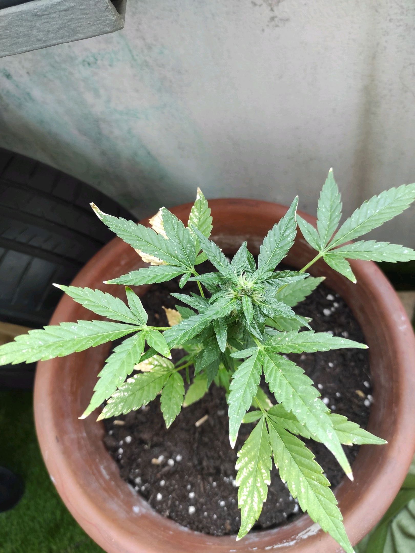 Mary growlog photo 29