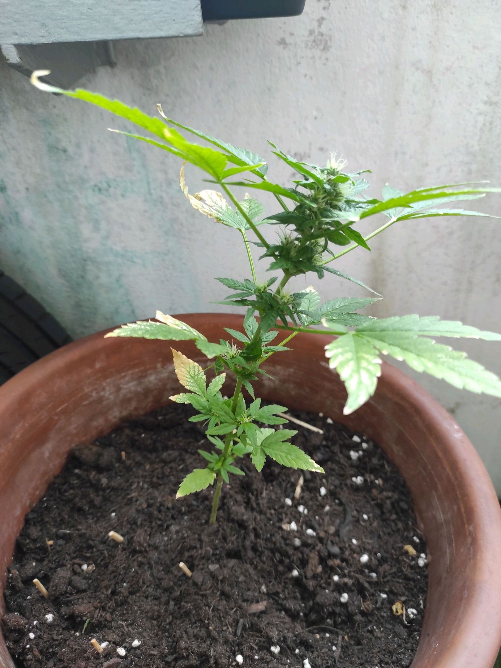 Mary growlog photo 31