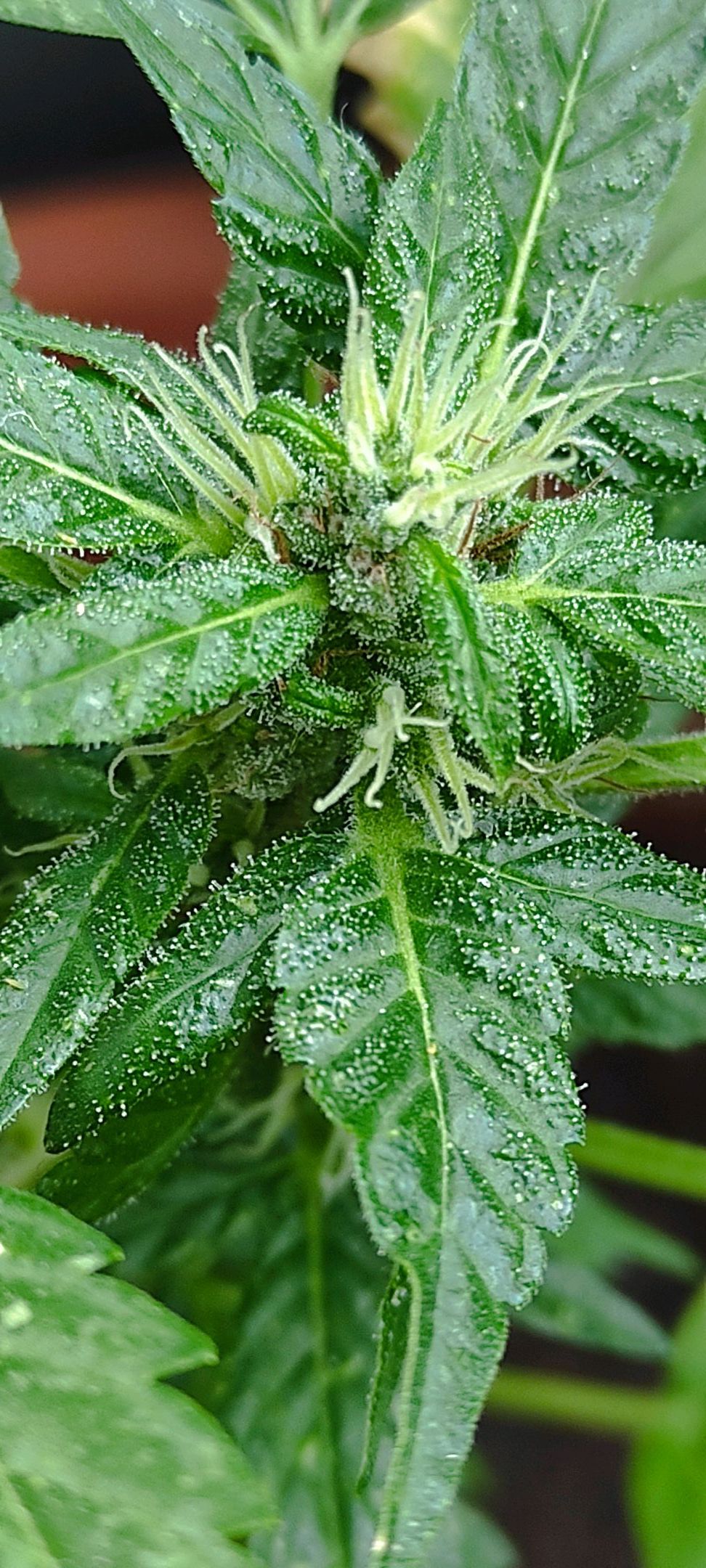 Mary growlog photo 30