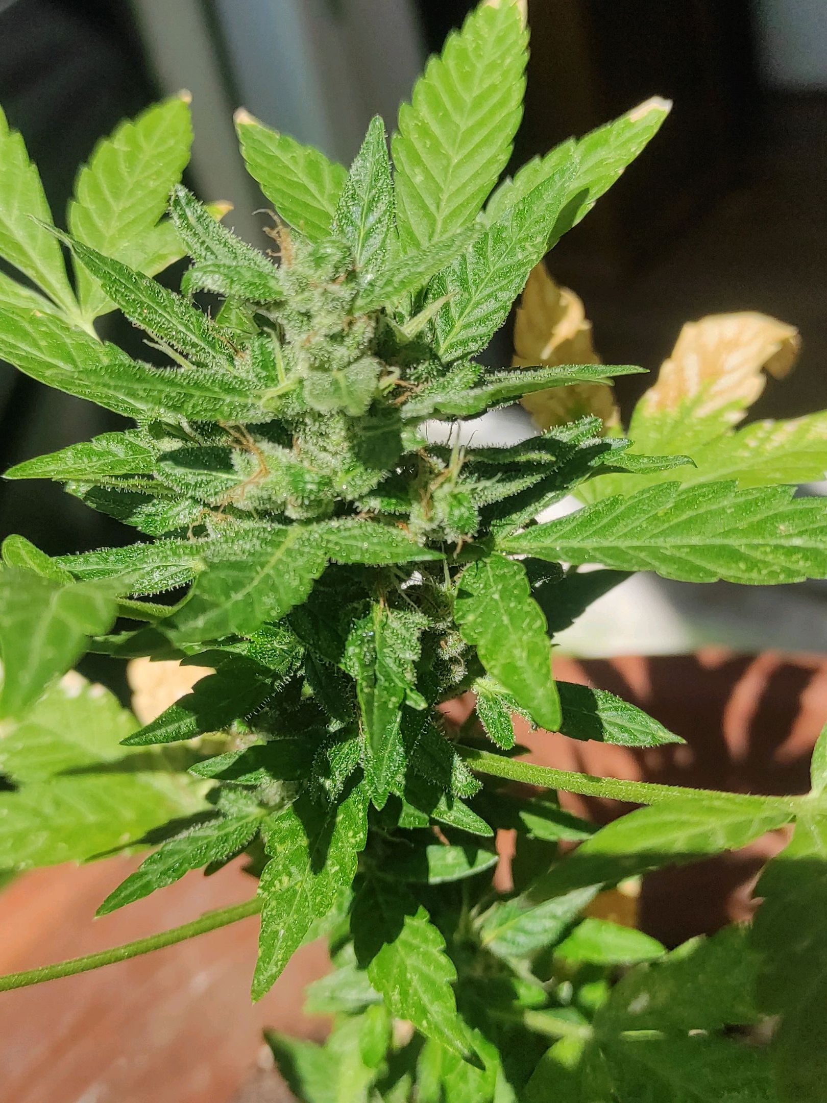 Mary growlog photo 32