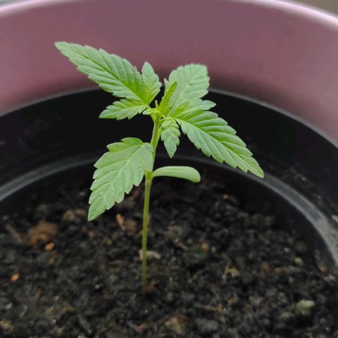 Mary growlog in Im Freien