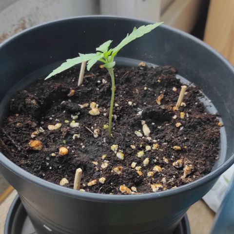 John Sick growlog timeline photo