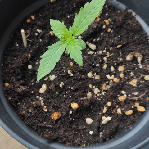 John Sick growlog timeline photo