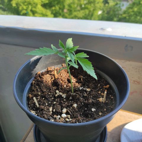 John Sick growlog timeline photo