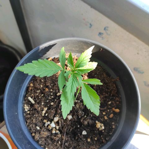 John Sick growlog timeline photo