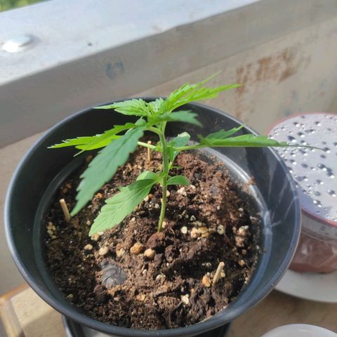 John Sick growlog timeline photo