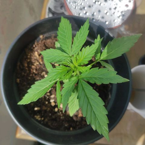 John Sick growlog timeline photo