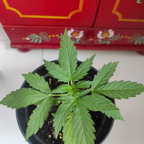 John Sick growlog timeline photo