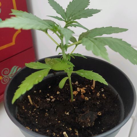 John Sick growlog timeline photo