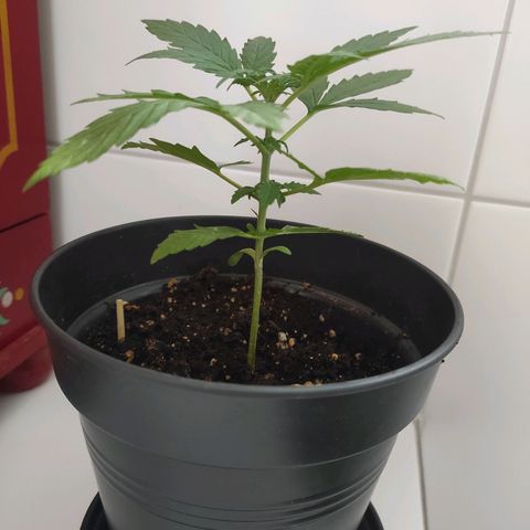 John Sick growlog timeline photo