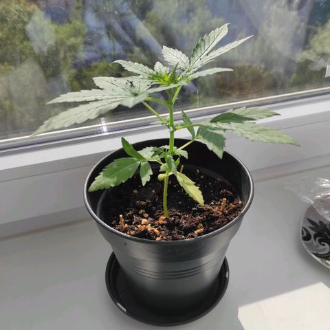 John Sick growlog timeline photo