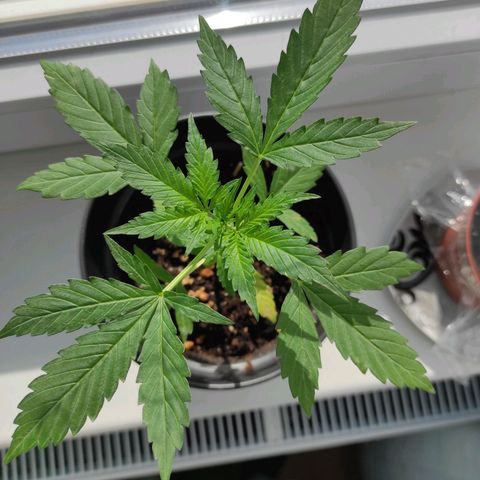 John Sick growlog timeline photo