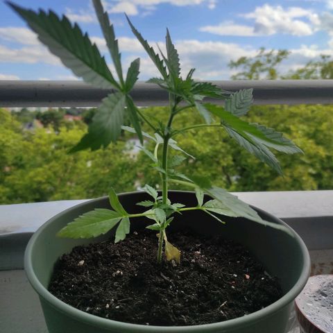 John Sick growlog timeline photo
