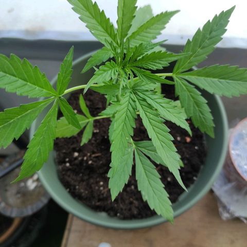 John Sick growlog timeline photo