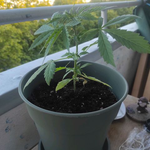 John Sick growlog timeline photo