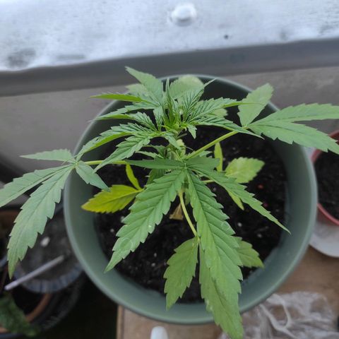 John Sick growlog timeline photo